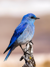 Load image into Gallery viewer, Series 1 I Mountain Bluebird Collection