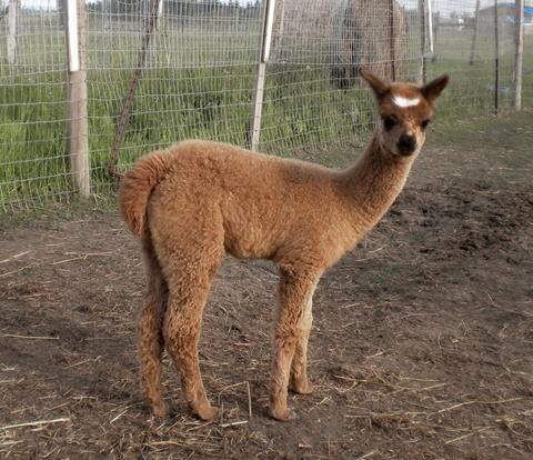 Ruby Moon I Meet The Alpacas